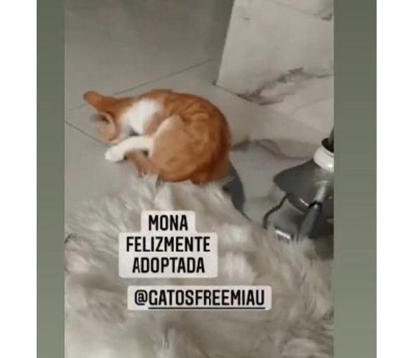 Adoptame Miau 14